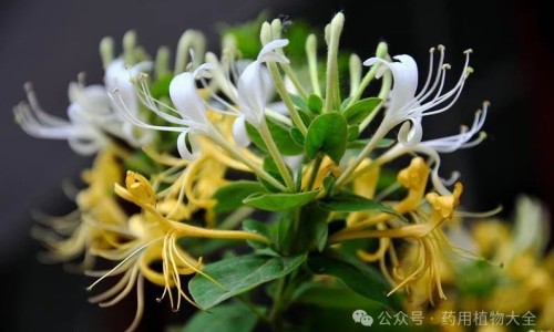 权威都可喜药物使用方法平台,分享专业都可喜片的功效作用知识_都可喜说明书网